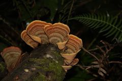 knysna1-118